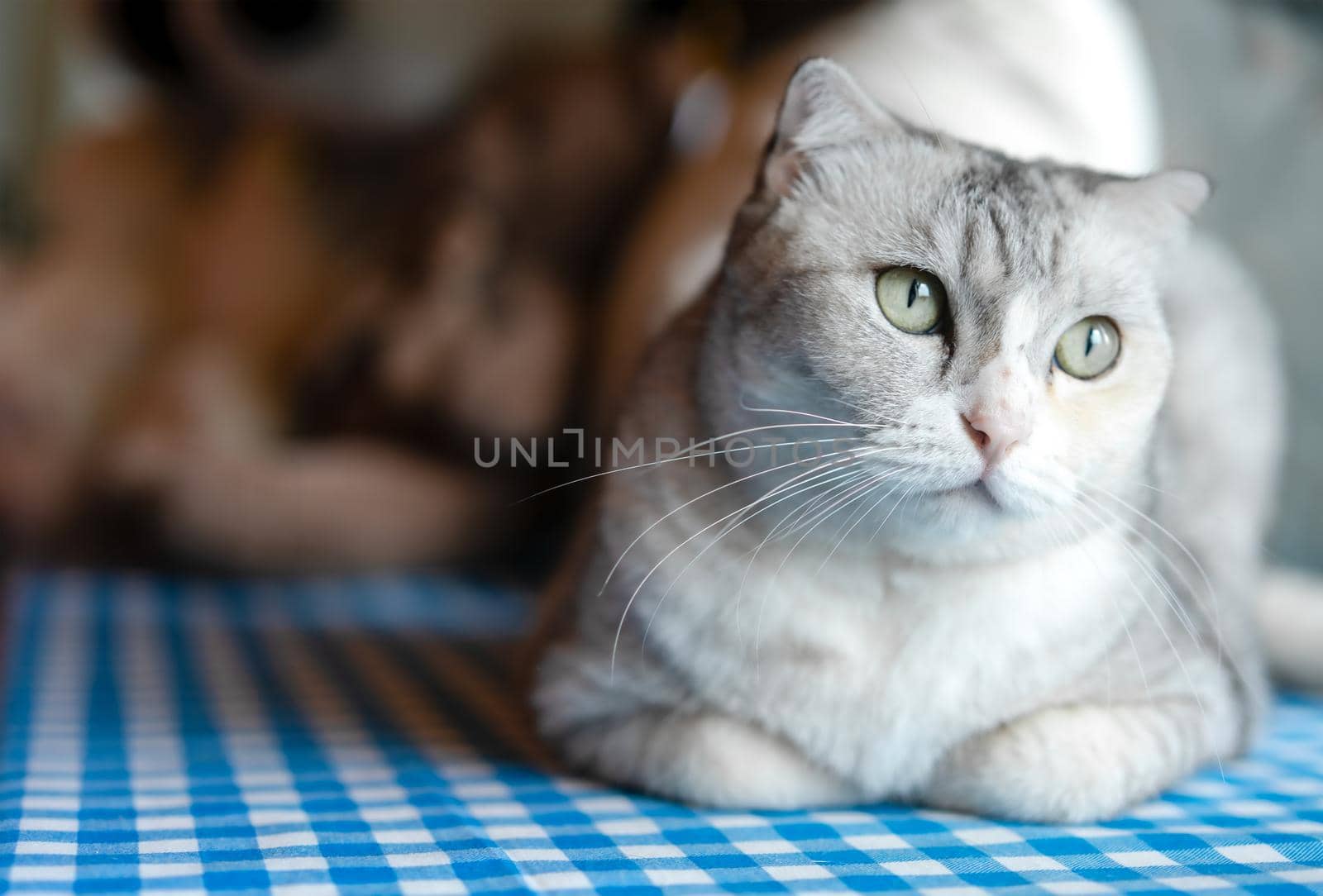 Cute kitty cat relaxing at home.  Pet at home