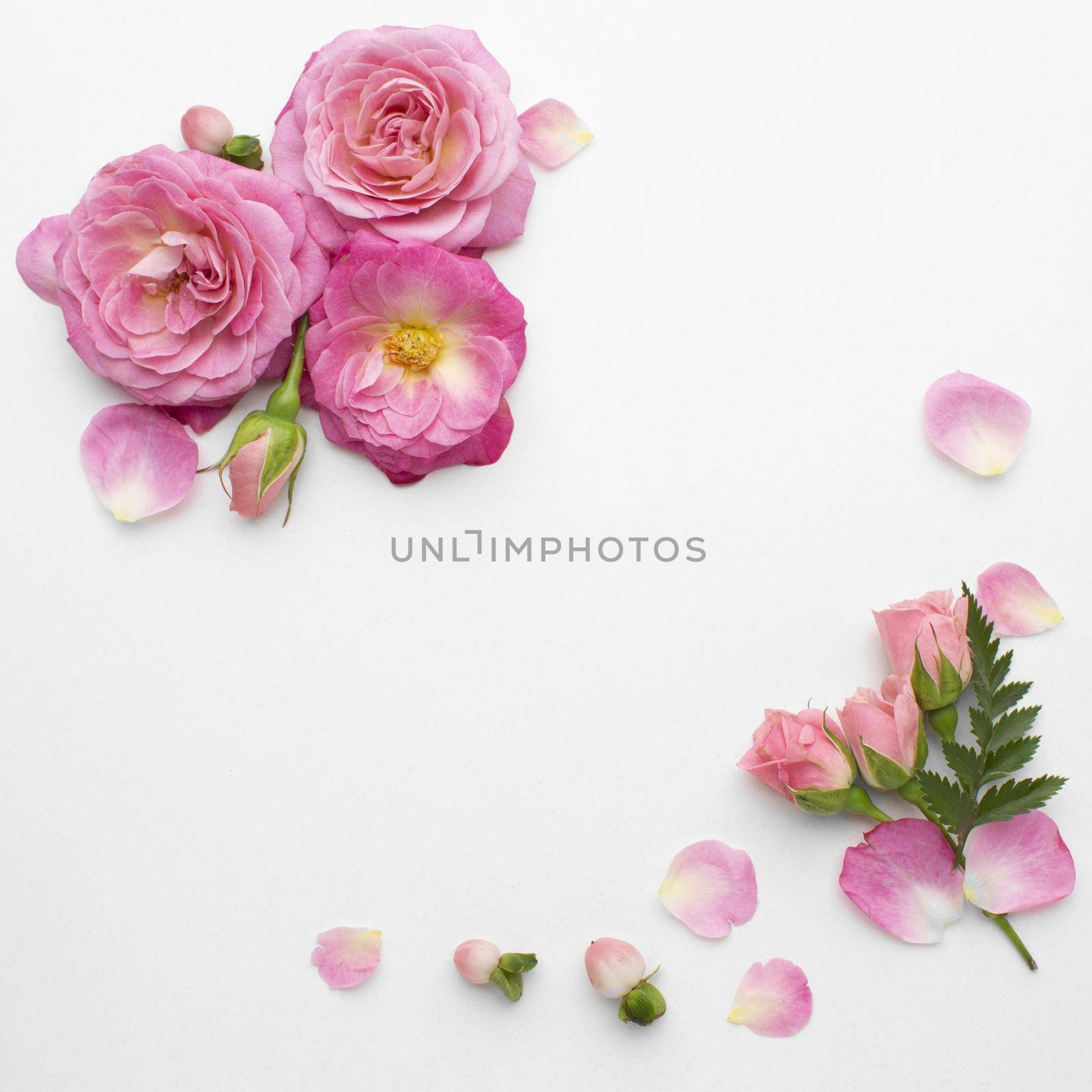 top view roses flowers. High quality beautiful photo concept by Zahard