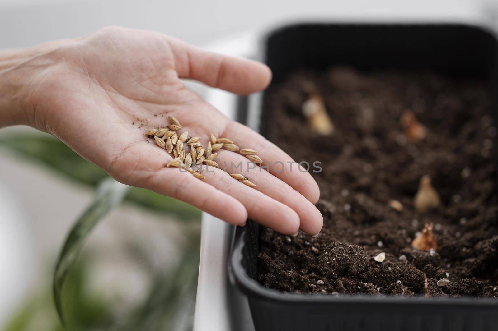 high angle woman holding seeds planting with pot. Resolution and high quality beautiful photo