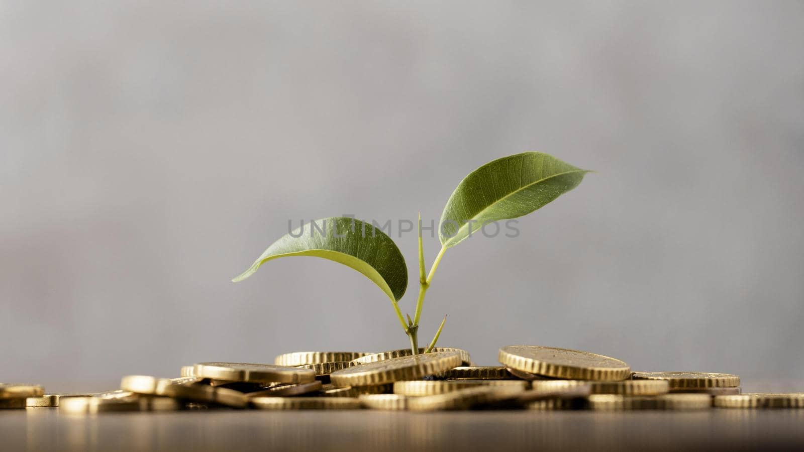 front view plant growing from golden coins. Resolution and high quality beautiful photo