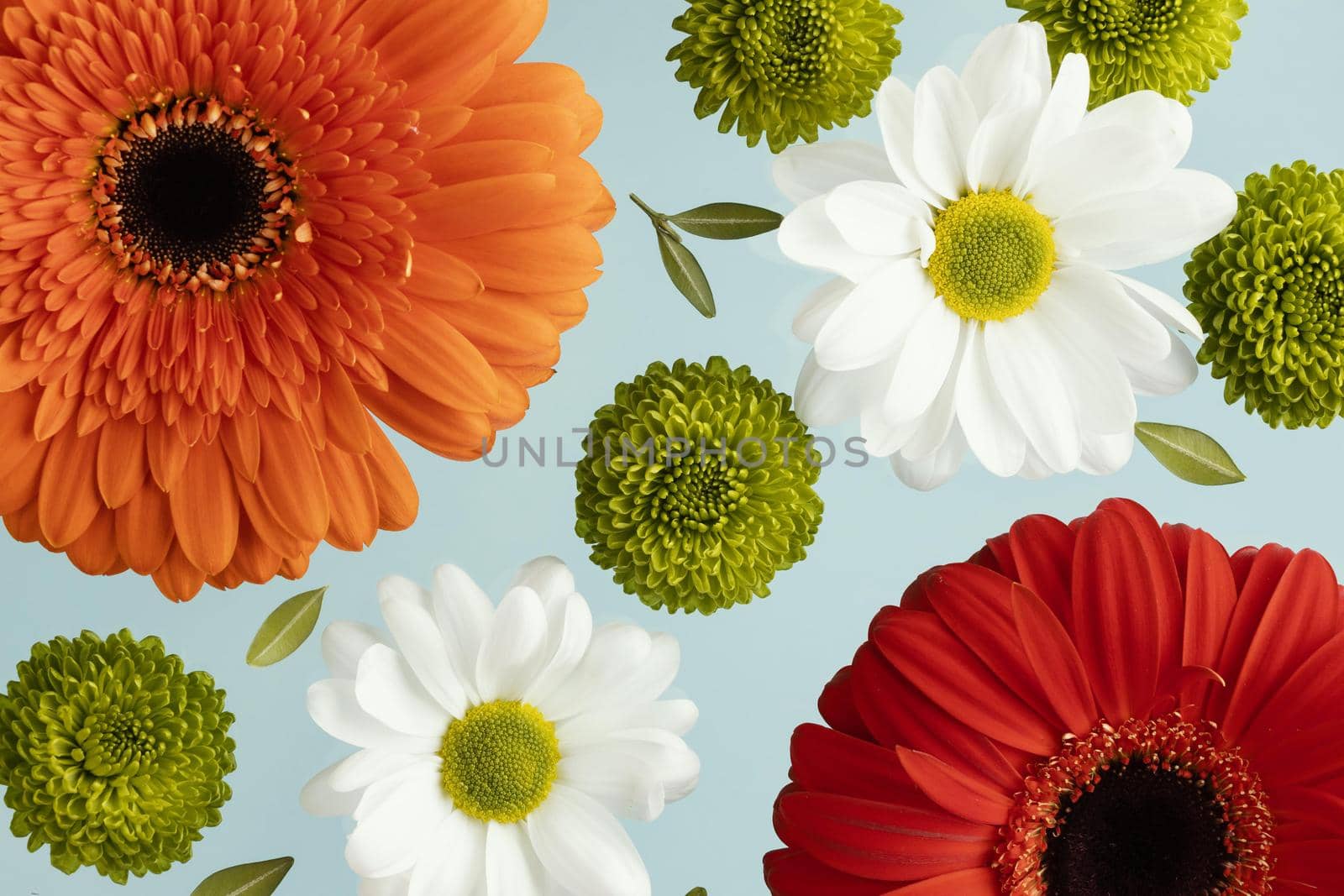 flat lay spring daisies gerberas 2. High quality beautiful photo concept by Zahard