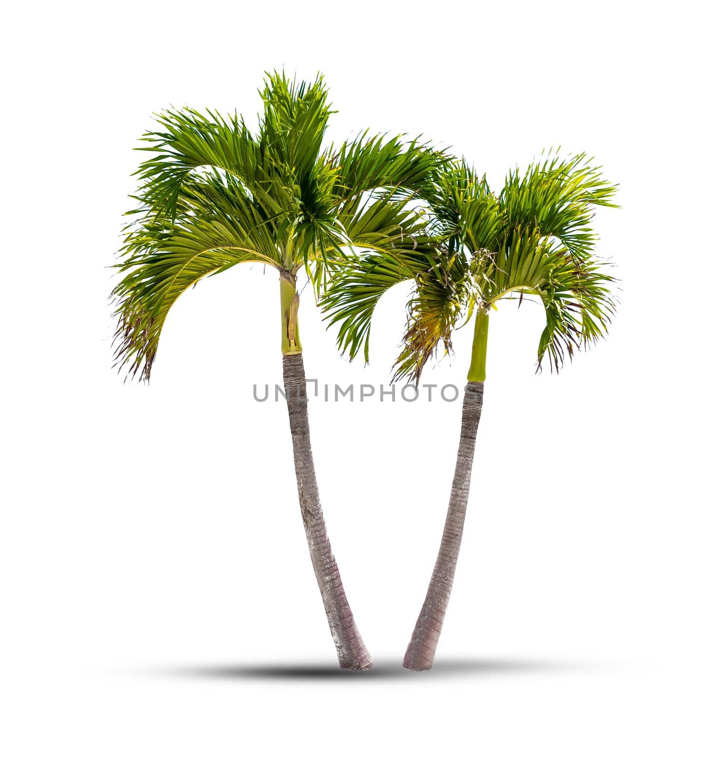 Twin coconut palm trees isolated on a white background with shadow by Mariakray
