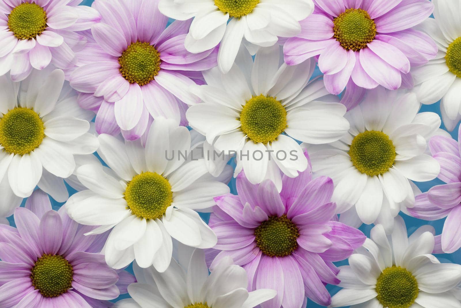 flat lay colorful spring daisies. Resolution and high quality beautiful photo