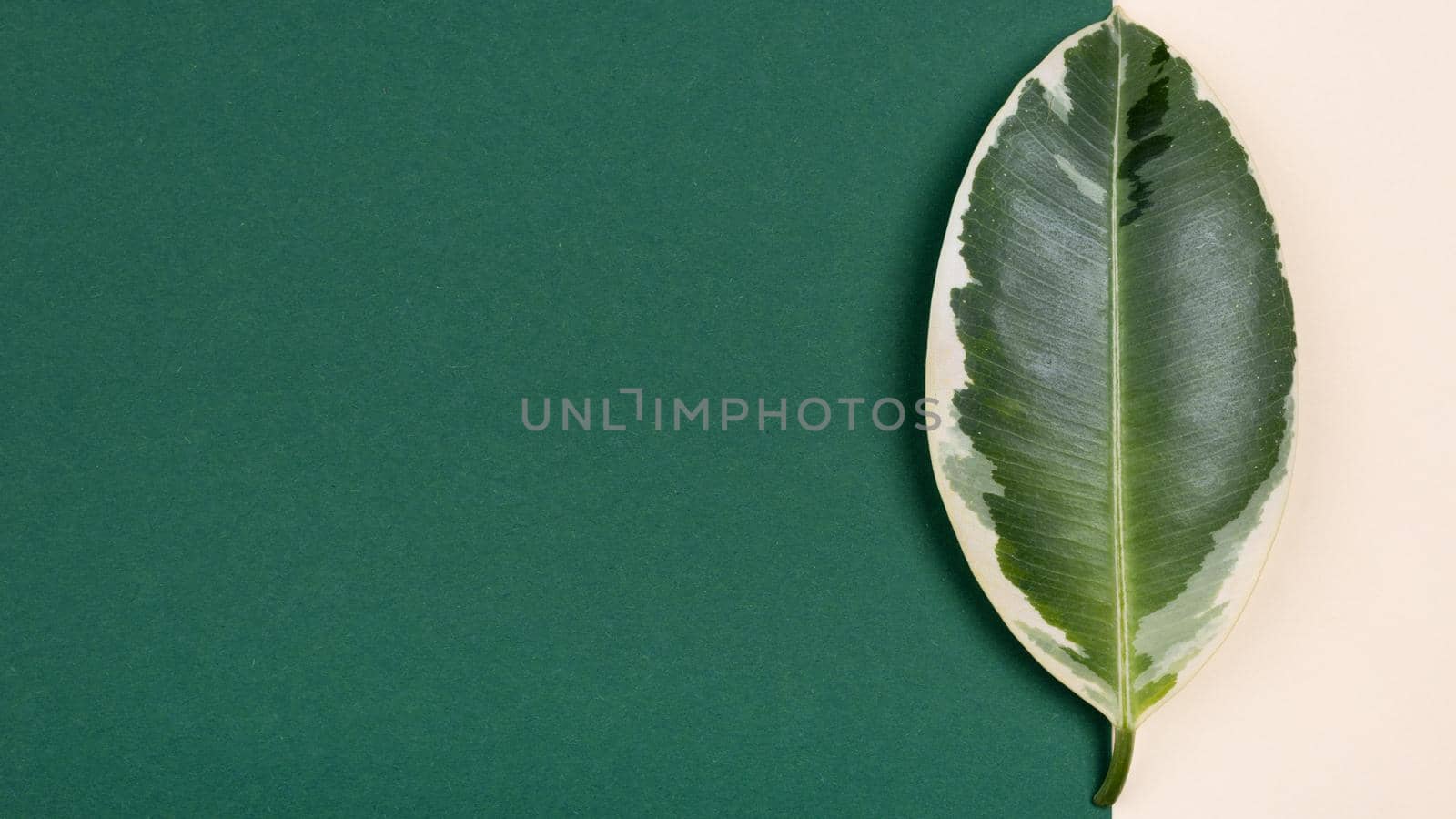 top view beautiful plant leaf with copy space. High quality beautiful photo concept by Zahard
