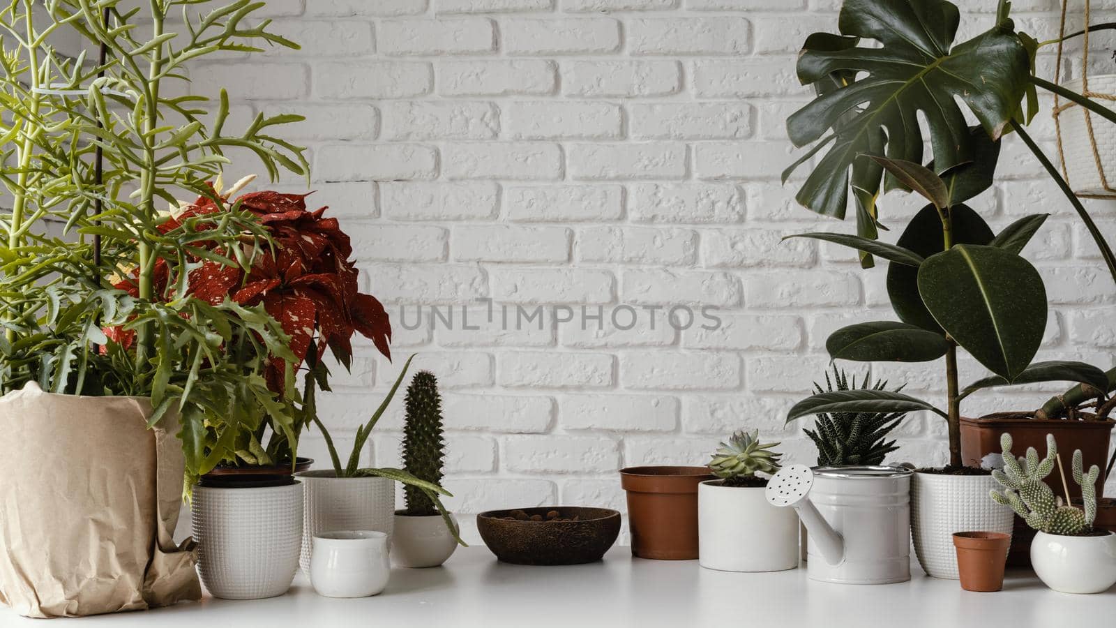 home garden arrangement with copy space. Resolution and high quality beautiful photo