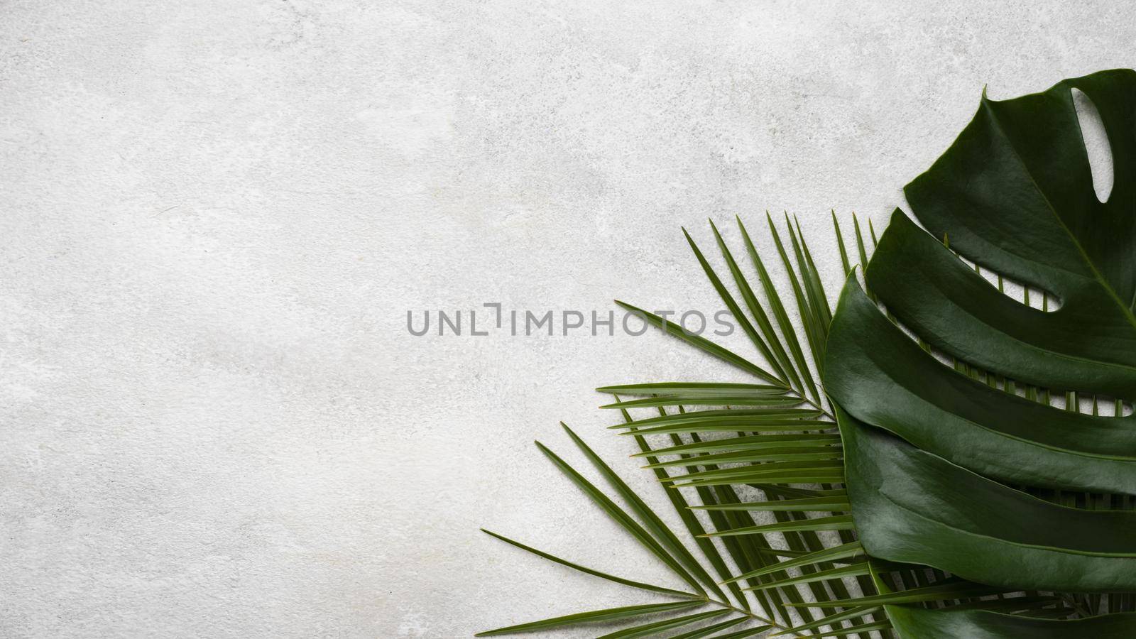 top view monstera other leaves with copy space. High quality beautiful photo concept by Zahard