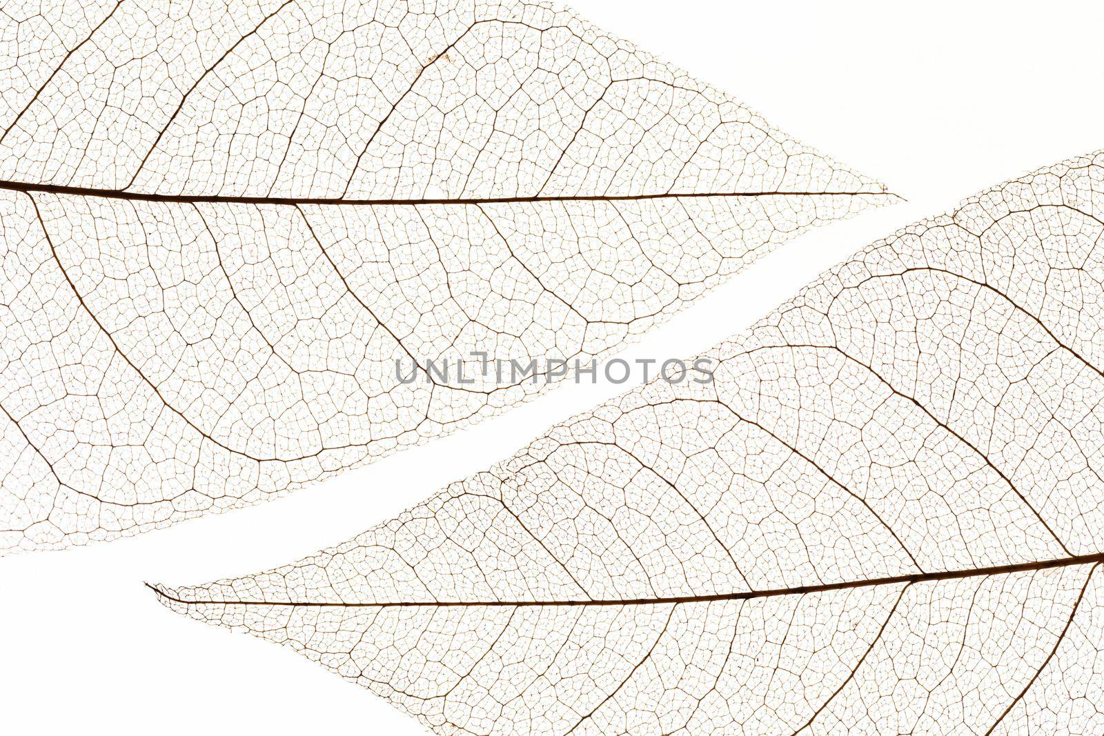 flat lay transparent leaves texture. Resolution and high quality beautiful photo