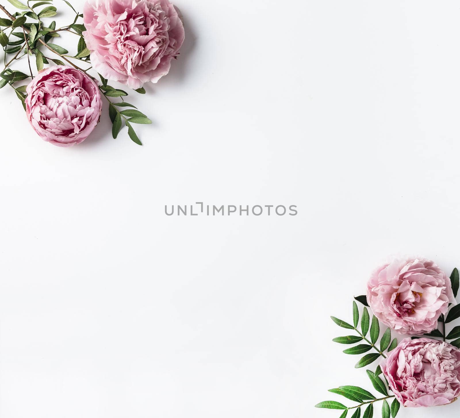 top view pink carnations. High quality beautiful photo concept by Zahard