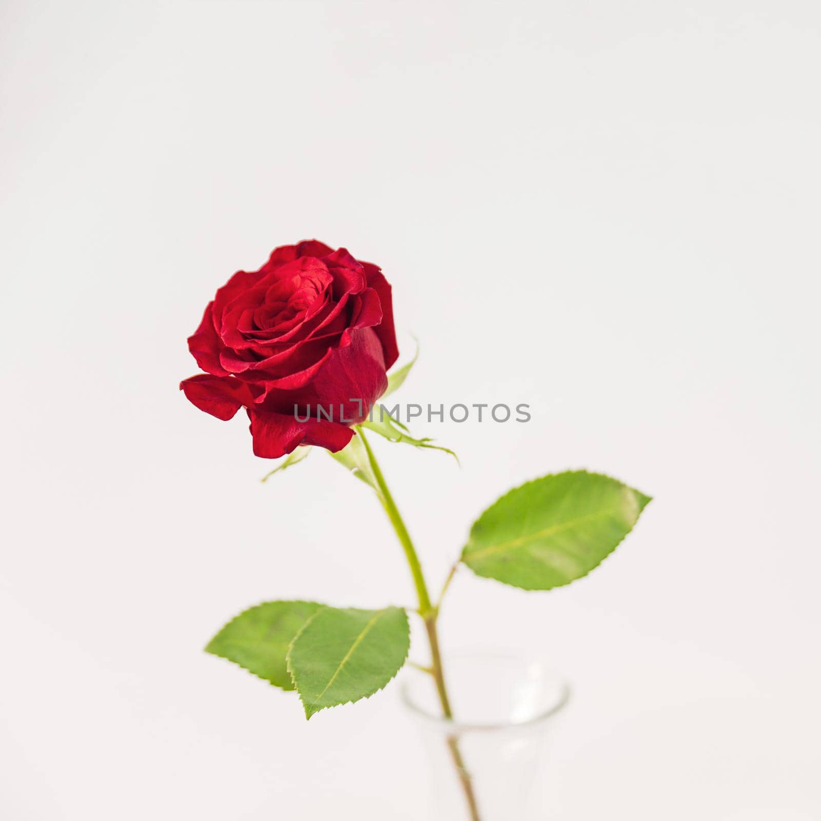 fresh red bloom vase. High quality beautiful photo concept by Zahard