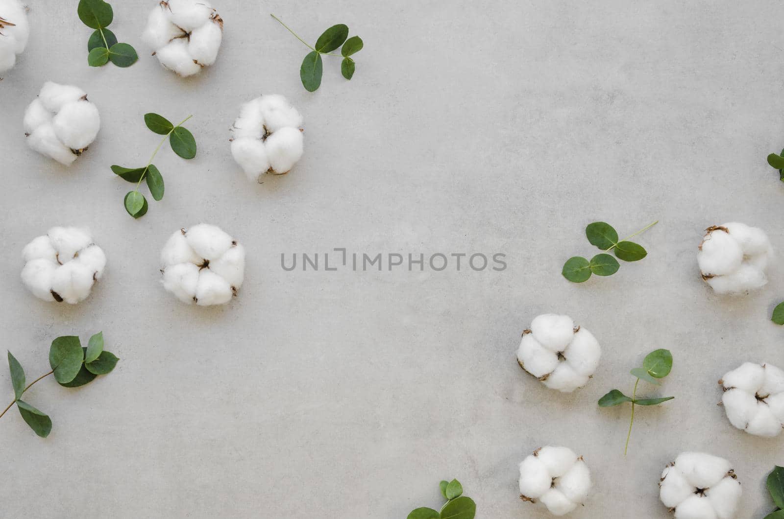 view cotton flowers frame. Resolution and high quality beautiful photo
