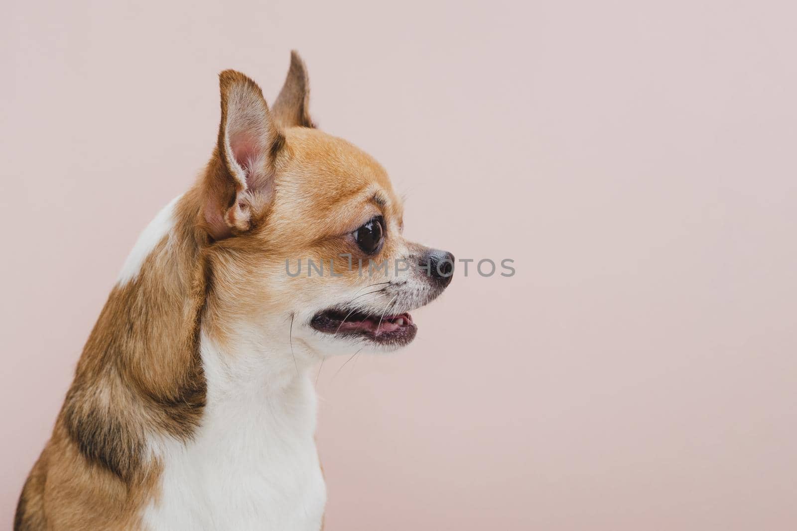 side view dog with mouth open looking away. Resolution and high quality beautiful photo