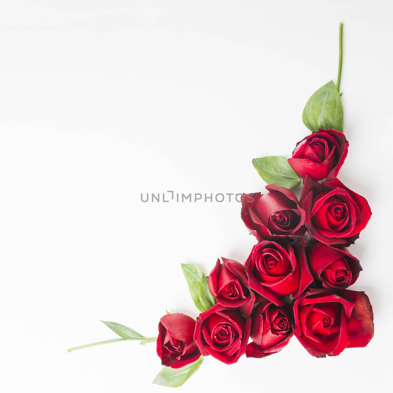red beautiful roses white background. High quality beautiful photo concept by Zahard