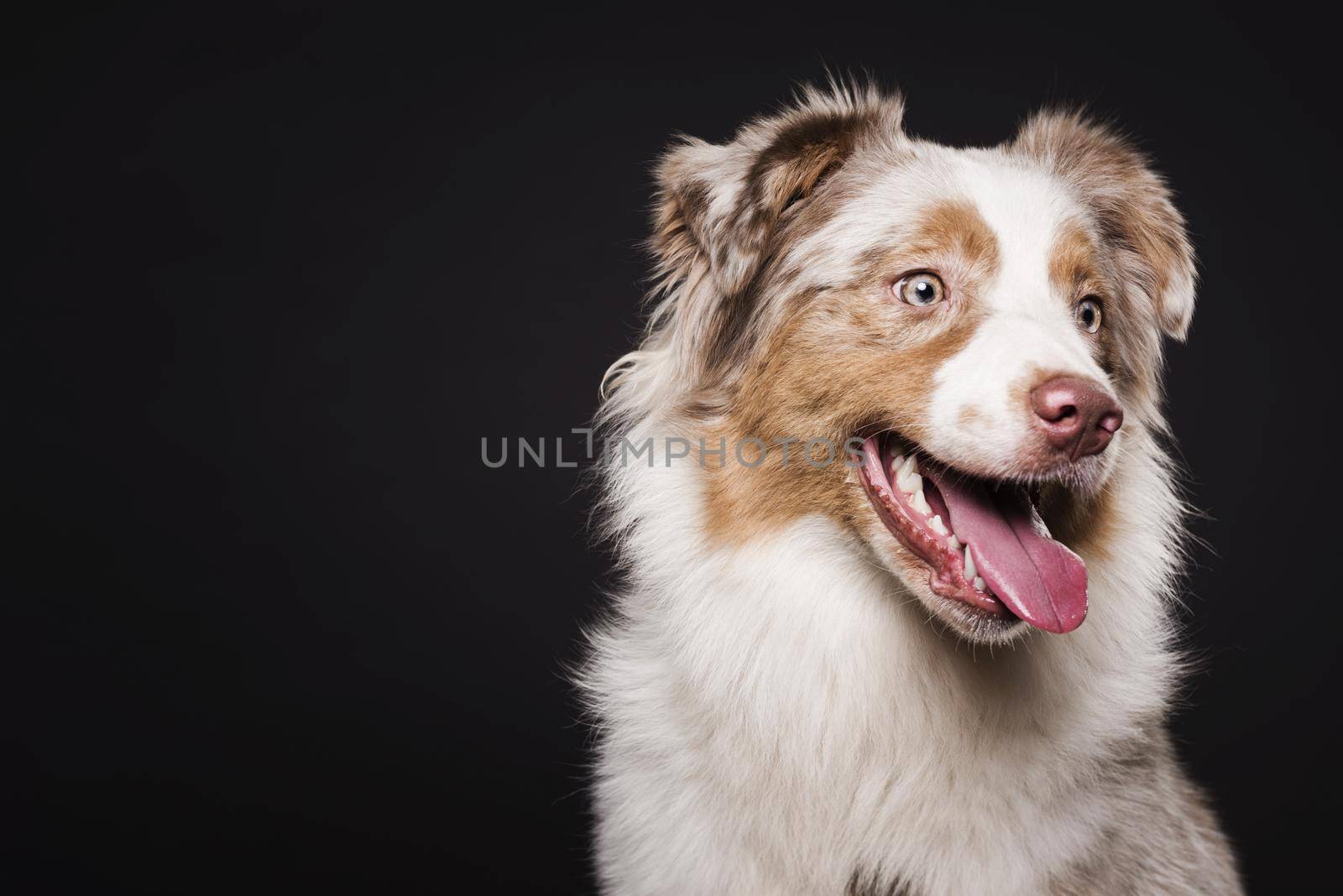 front view cute dog. High quality beautiful photo concept by Zahard