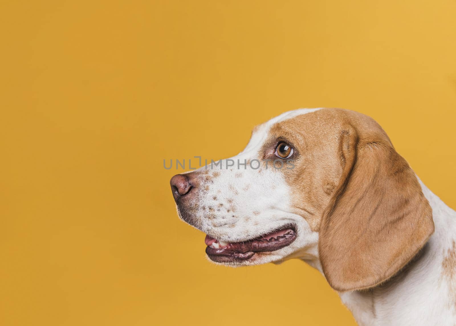 lateral view dog with beautiful eyes. High quality beautiful photo concept by Zahard