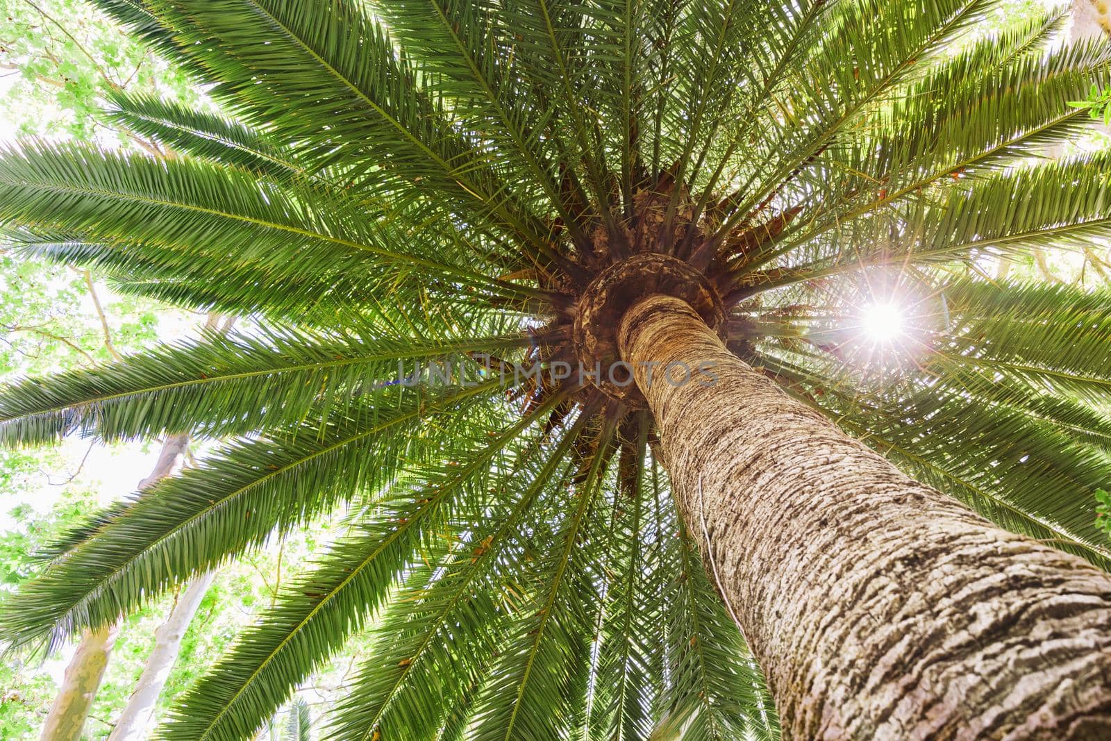 sun flare tropical date palm tree. Resolution and high quality beautiful photo