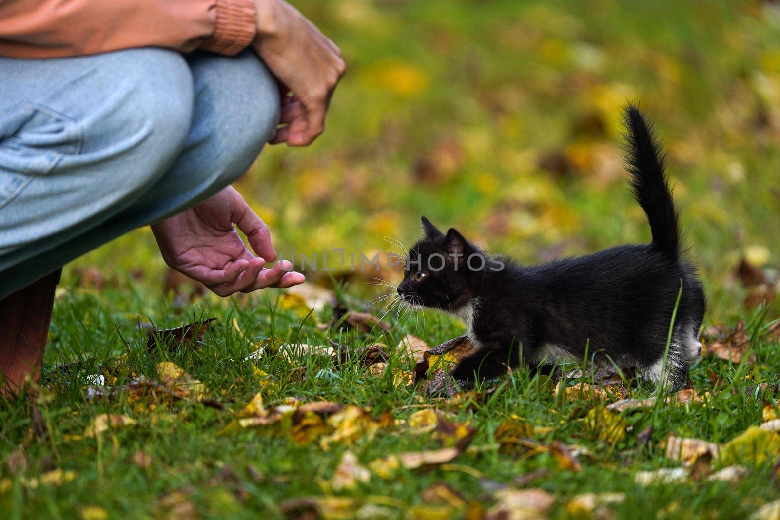 Small black kitten warily walks to a human stretching out his hand to the kitten by danilum