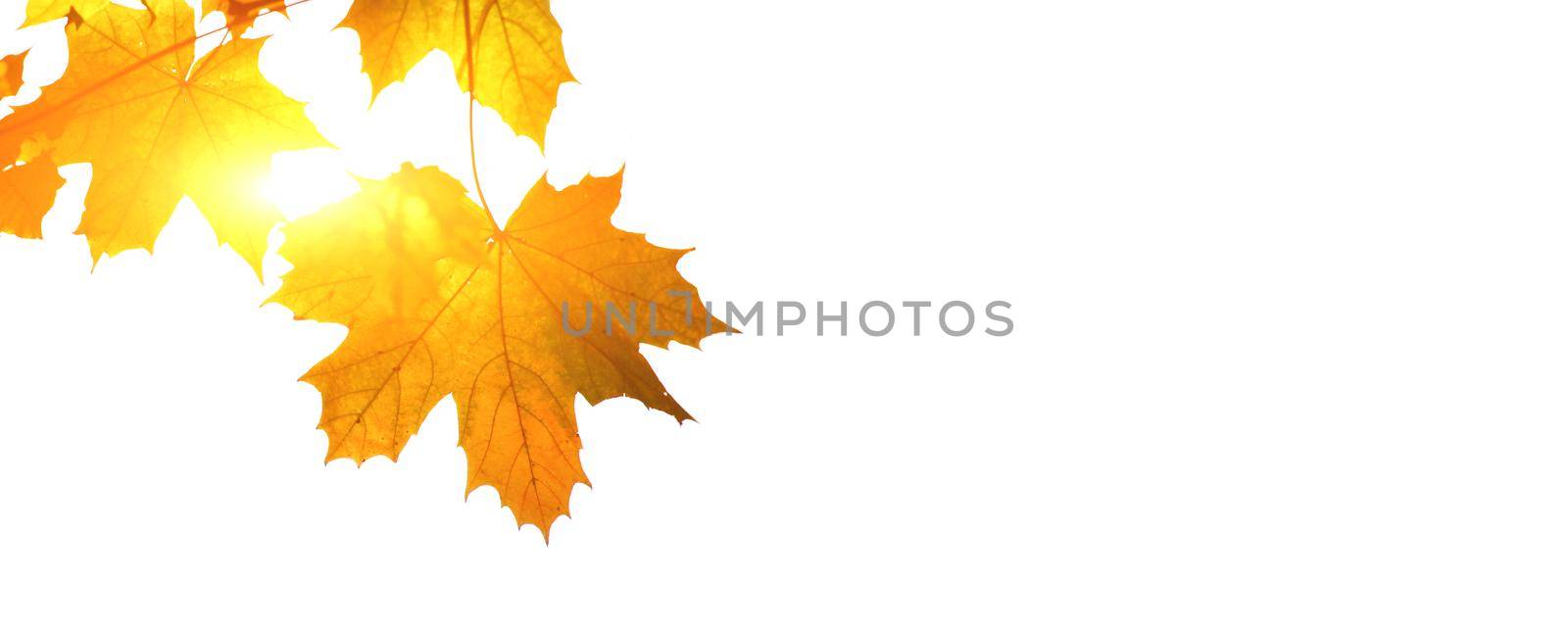 Colorful bright leaves isolated on white background by Taut