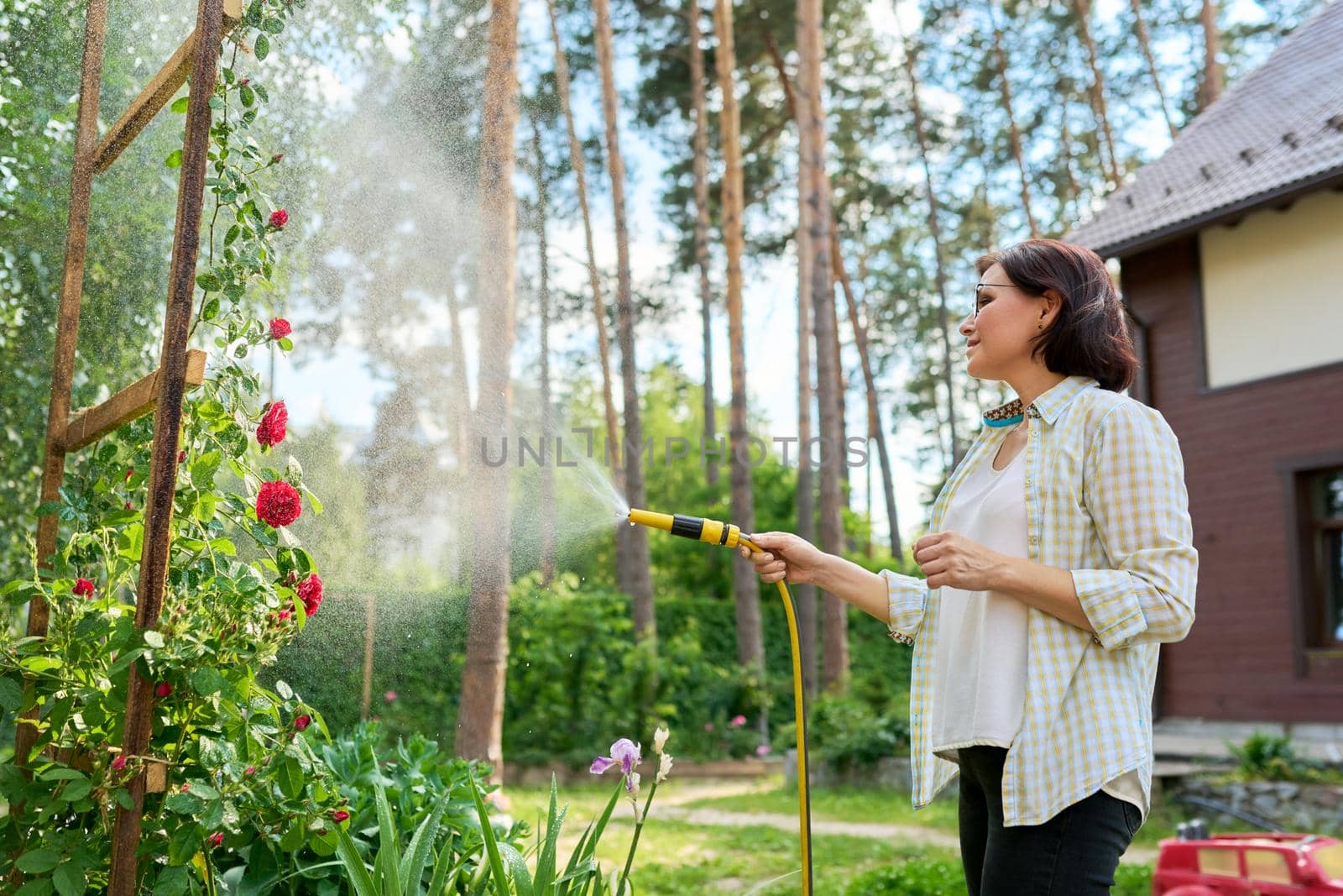 Middle-aged woman in the backyard watering rose bushes from the garden hose by VH-studio