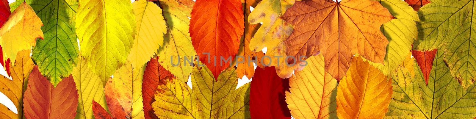 Beautiful autumn background with yellow and red leaves.