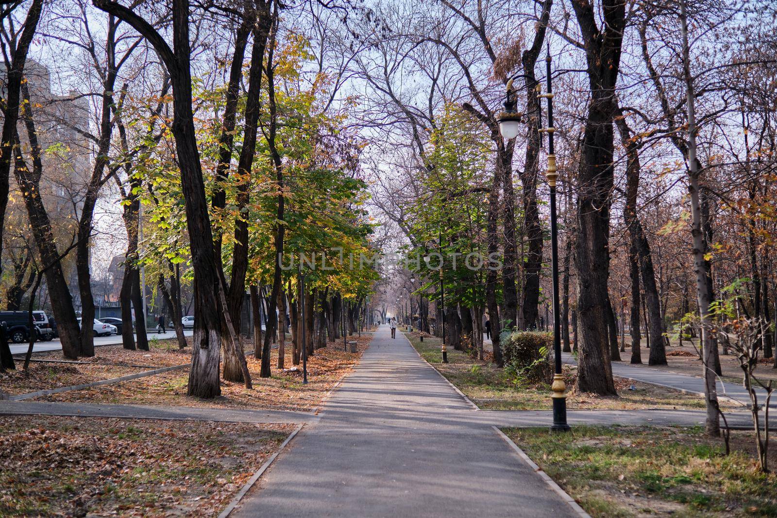 Treelined footpath in a park, Almaty, Kazakhstan