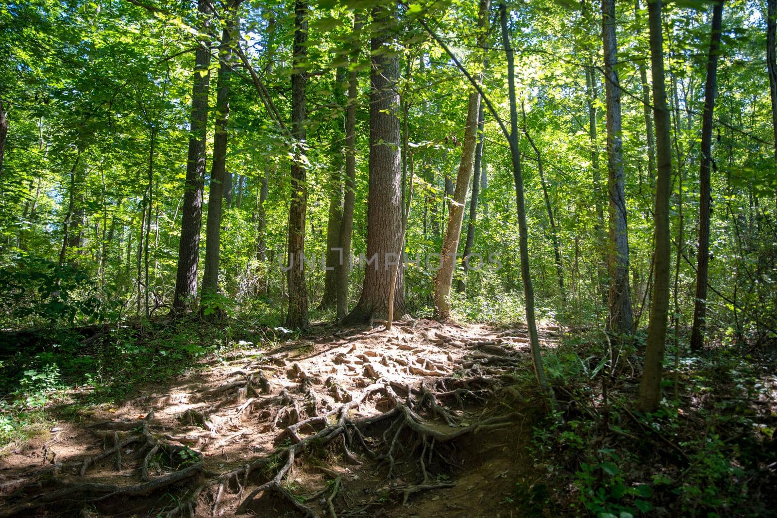 idyllic scene with gnarled roots on a woodland hiking trail with tall trees and green foliage horizontal nature background