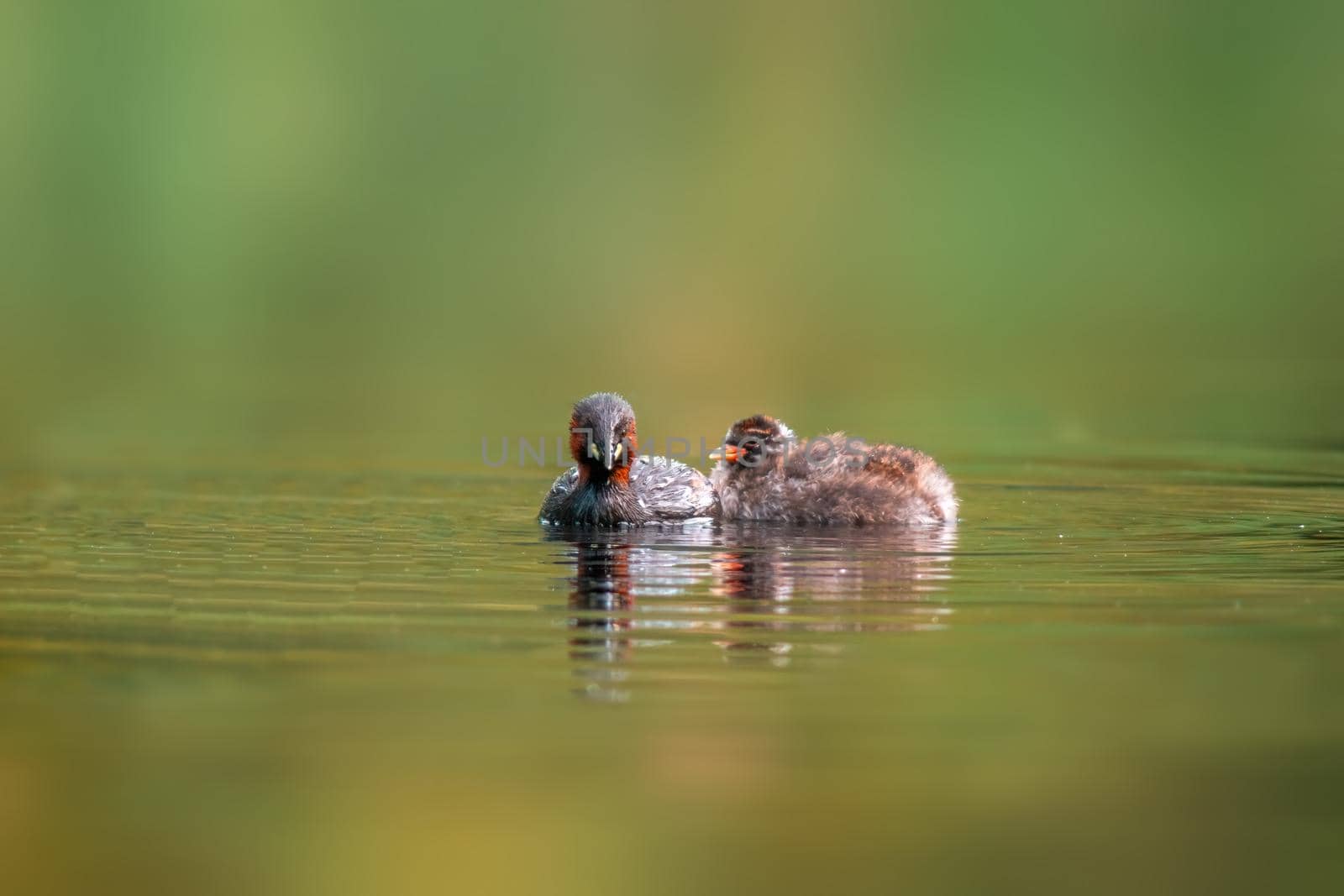 a Little grebe family swims while feeding on a pond