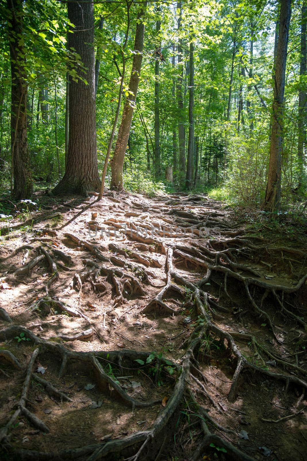 Sunbeams on a woodland hiking trail covered with large tree roots by marysalen