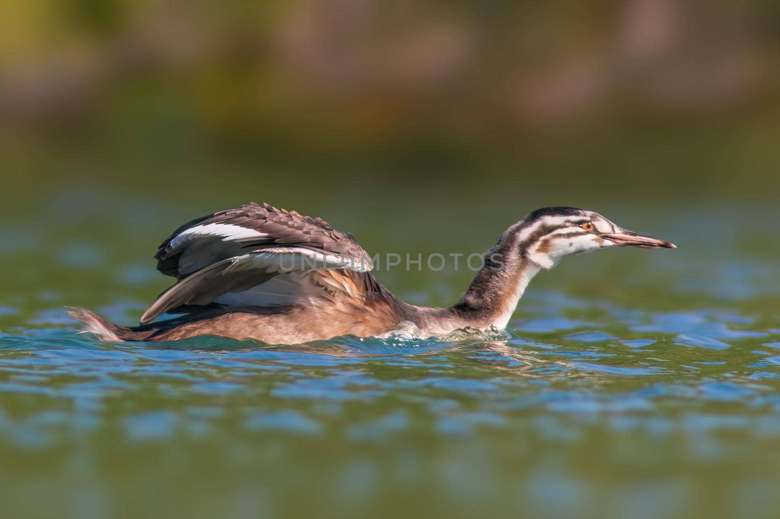 a young great crested grebe chick starts the first attempts at flight on a pond