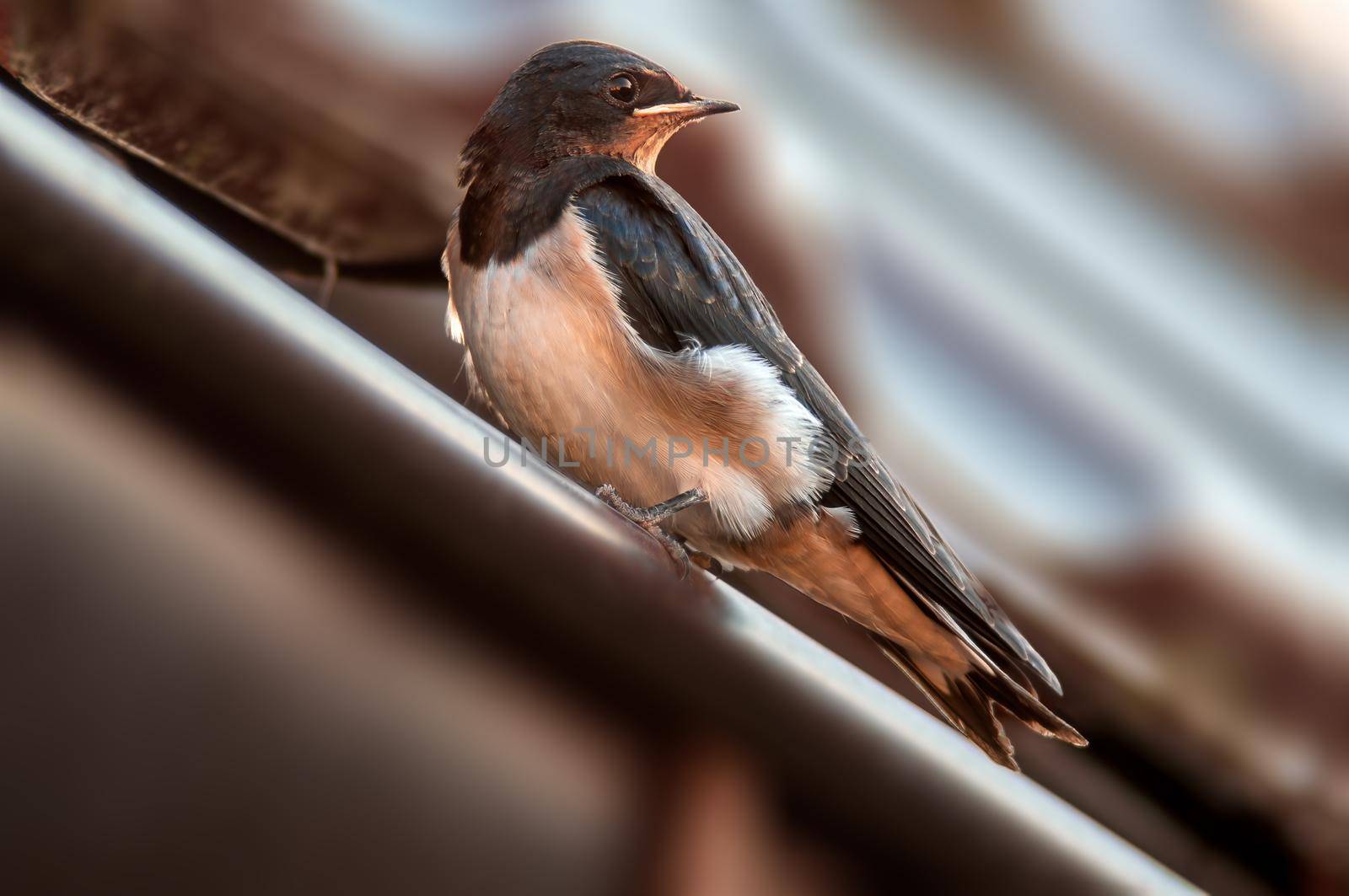 a young barn swallow at feeding