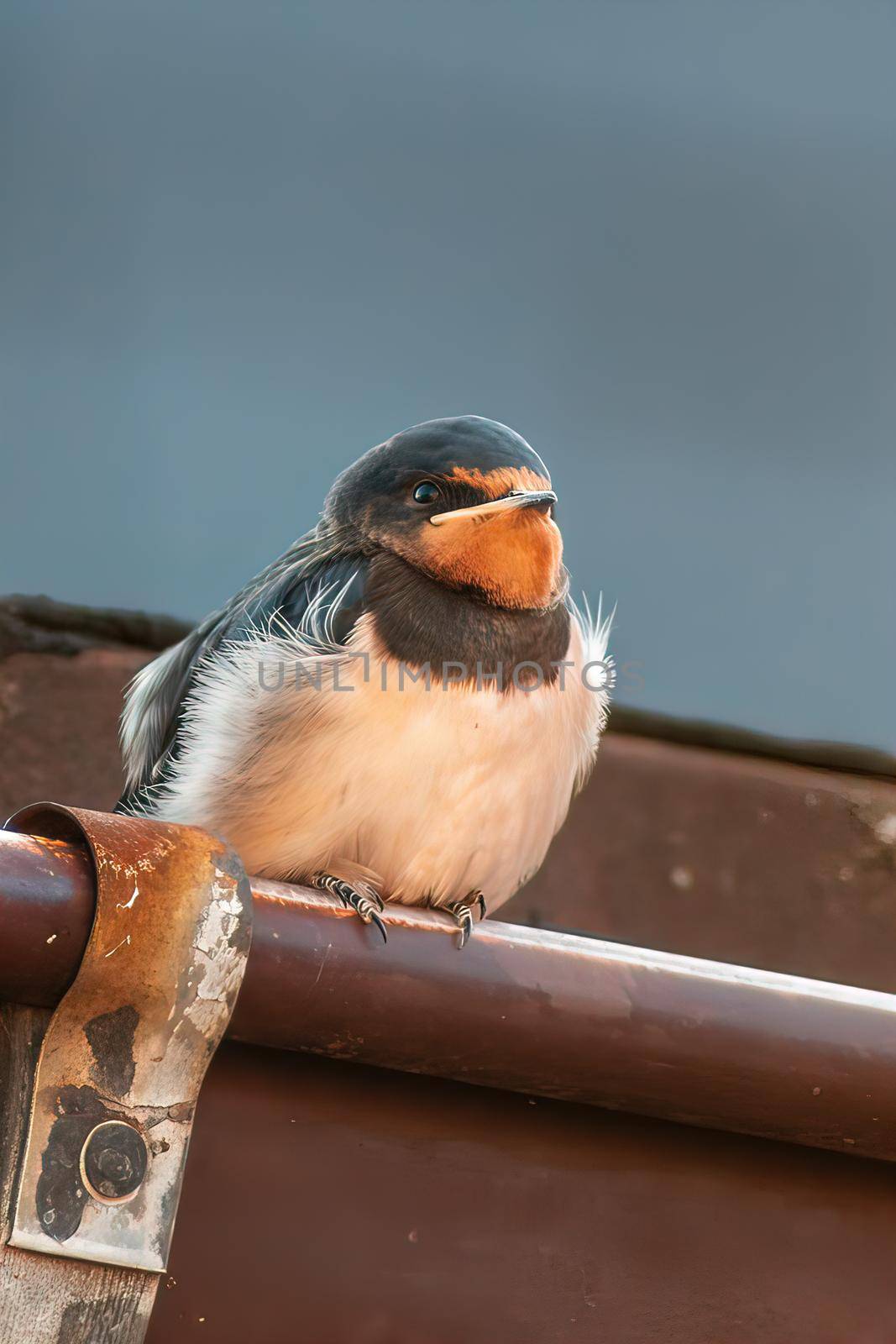 a young barn swallow at feeding