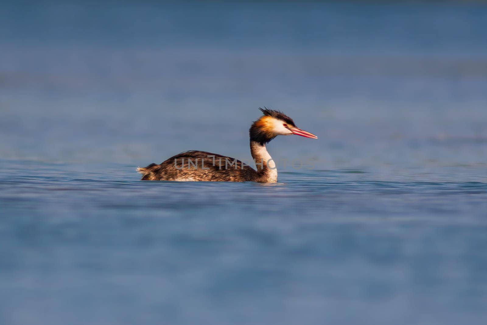 a adult great crested grebe swims on a pond