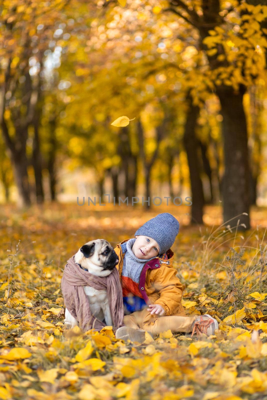 A child sit in fallen yellow leaves with a pug in the autumn park. Friends since childhood by Try_my_best