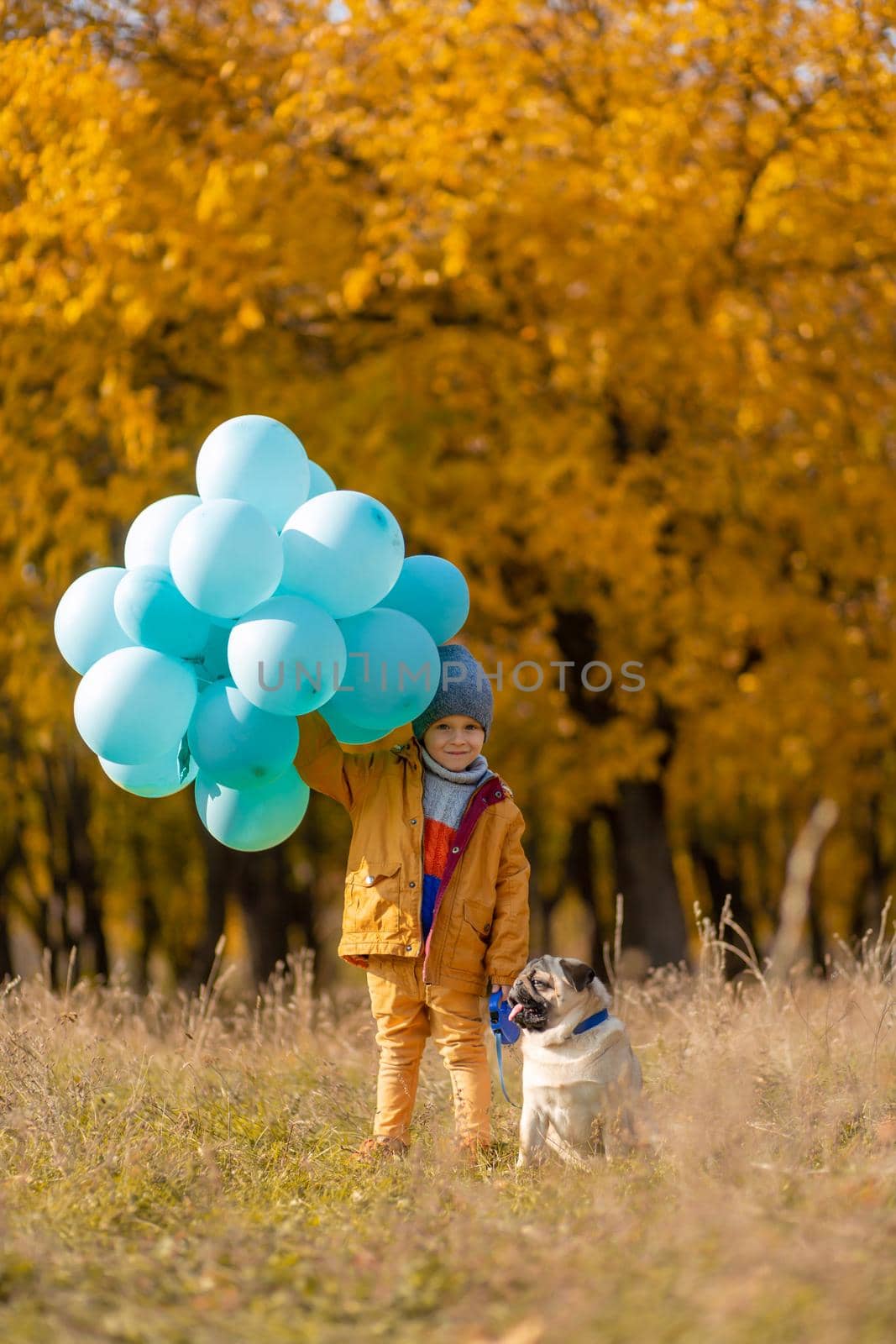 A little boy with an armful of balloons and a pug dog walks in the autumn park. Yellow trees and blue balls. Stylish child. Happy childhood.