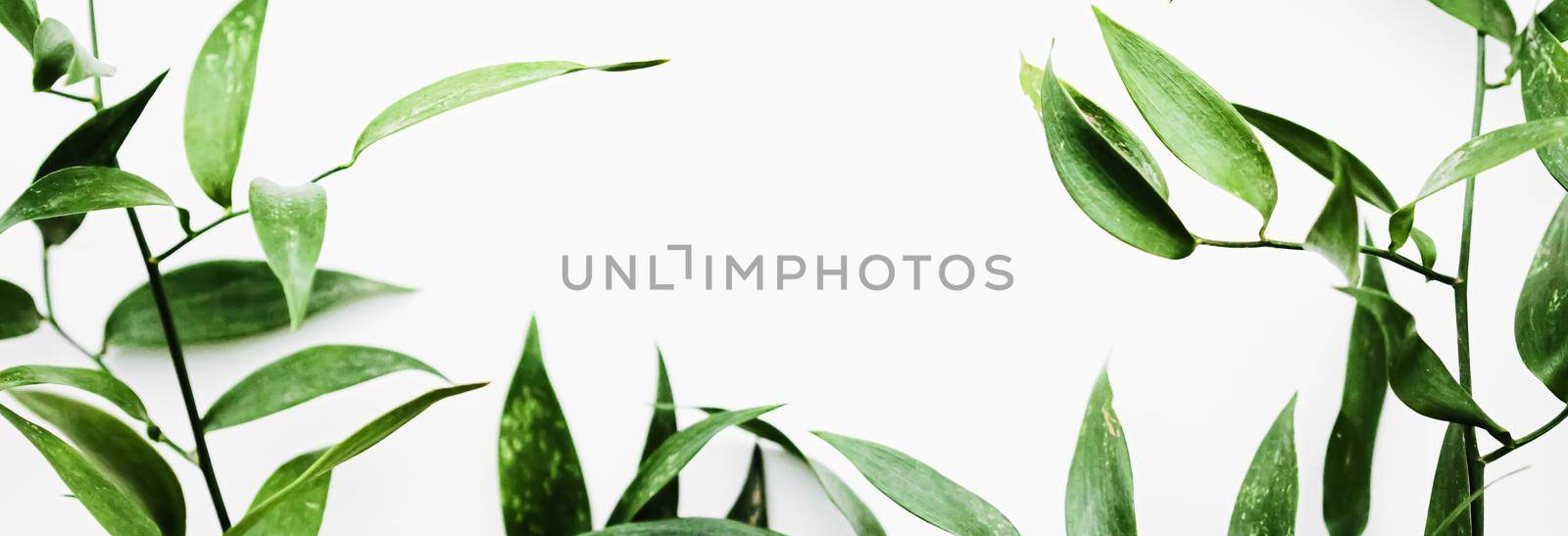 Green leaves on white background as botanical frame flatlay, eco design and spring nature flat lay concept