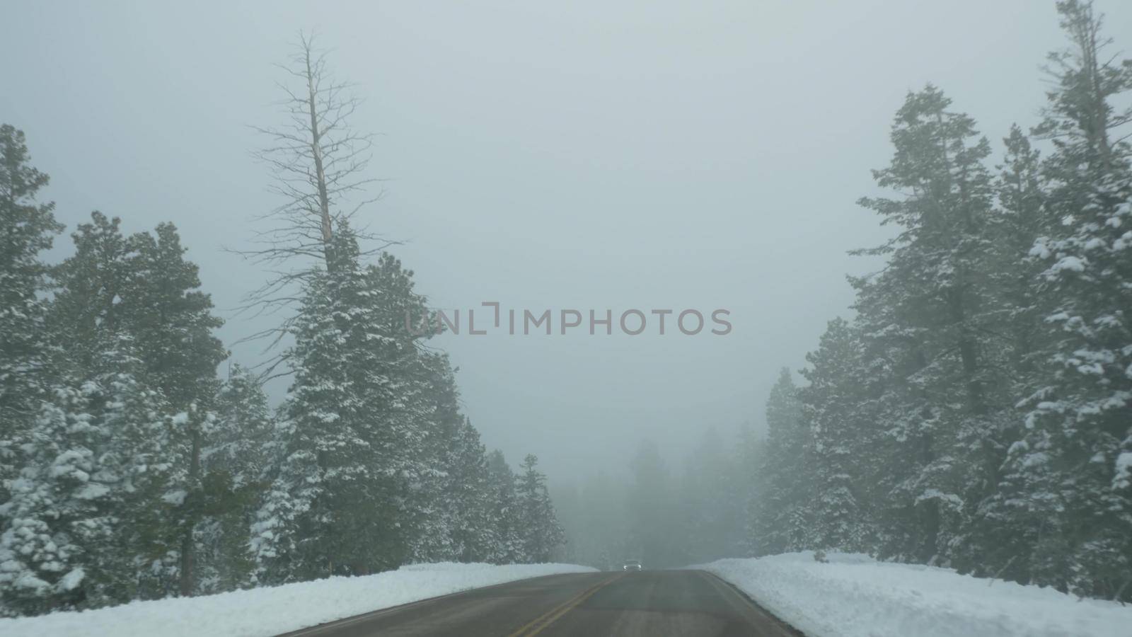 Snow and fog in wintry forest, driving auto, road trip in winter Utah USA. Coniferous pine trees, mystery view thru car windshield. Misty Bryce Canyon woodland. Calm atmosphere, milky haze in wood.