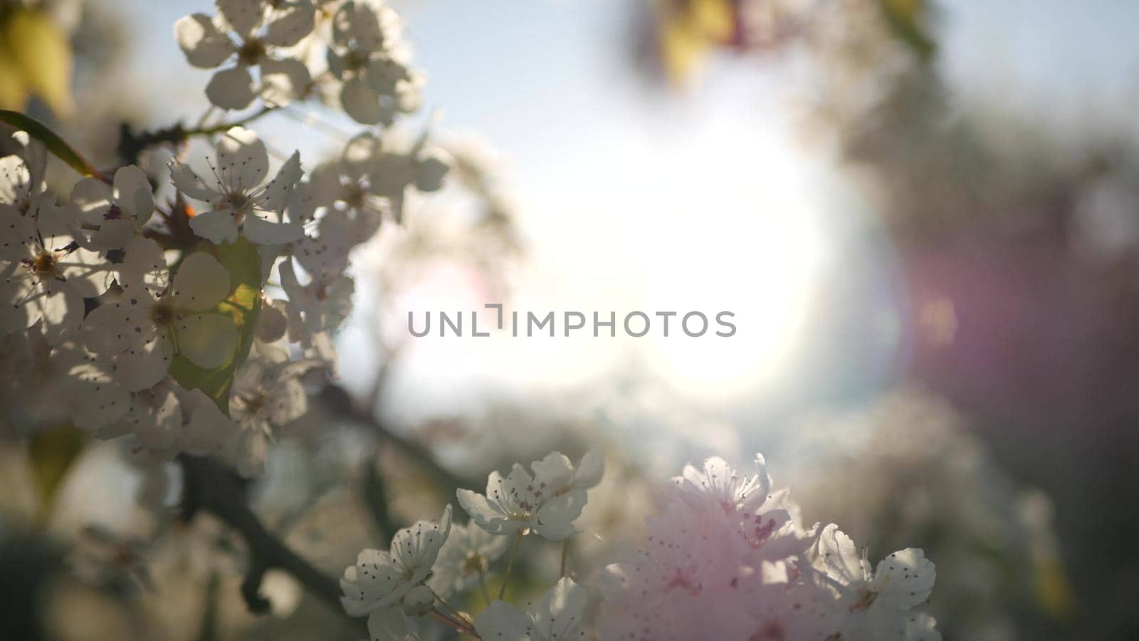 Spring white blossom of cherry tree, California, USA, Balboa Park. Delicate tender sakura flowers of pear, apple or apricot. Springtime fresh romantic atmosphere, pure botanical bloom soft focus bokeh