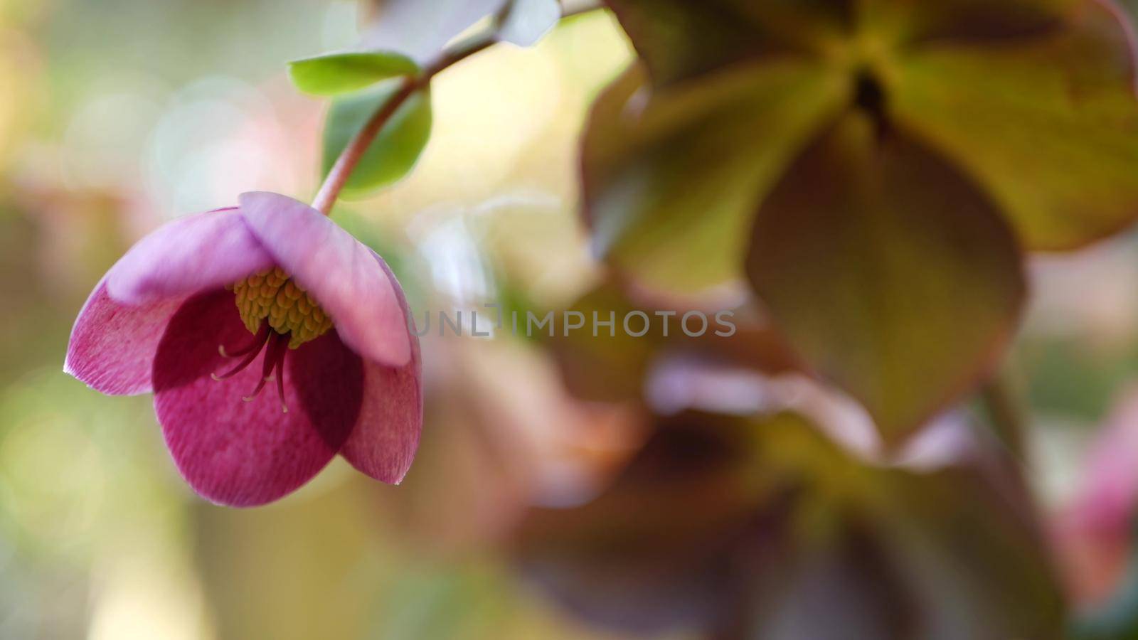 Helleborus winter rose pink flower in forest, California USA. Lenten rose floret springtime bloom, morning atmosphere, delicate botanical floral blossom. Spring freshness by DogoraSun