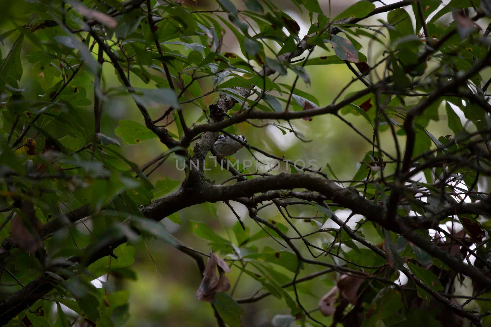 Black and white warbler (Mniotilta varia) ready to jump off a limb