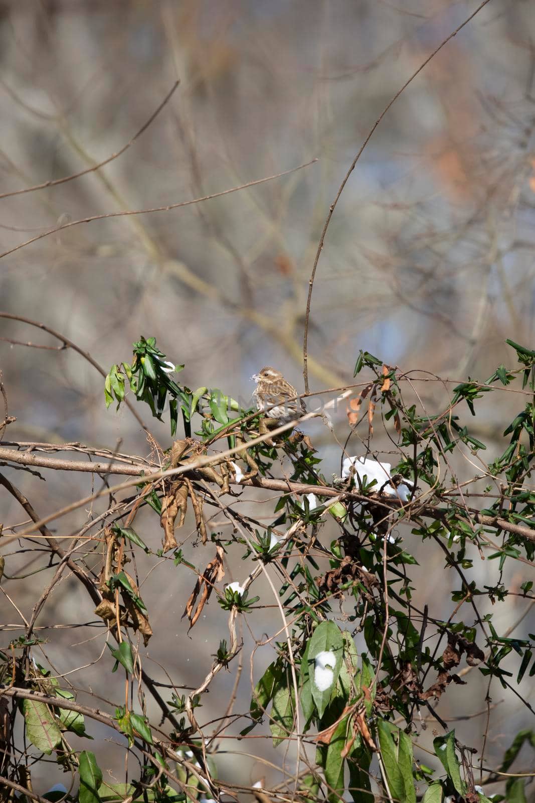 Curious female purple finch (Haemorhous purpureus) looking around with snow in its beak