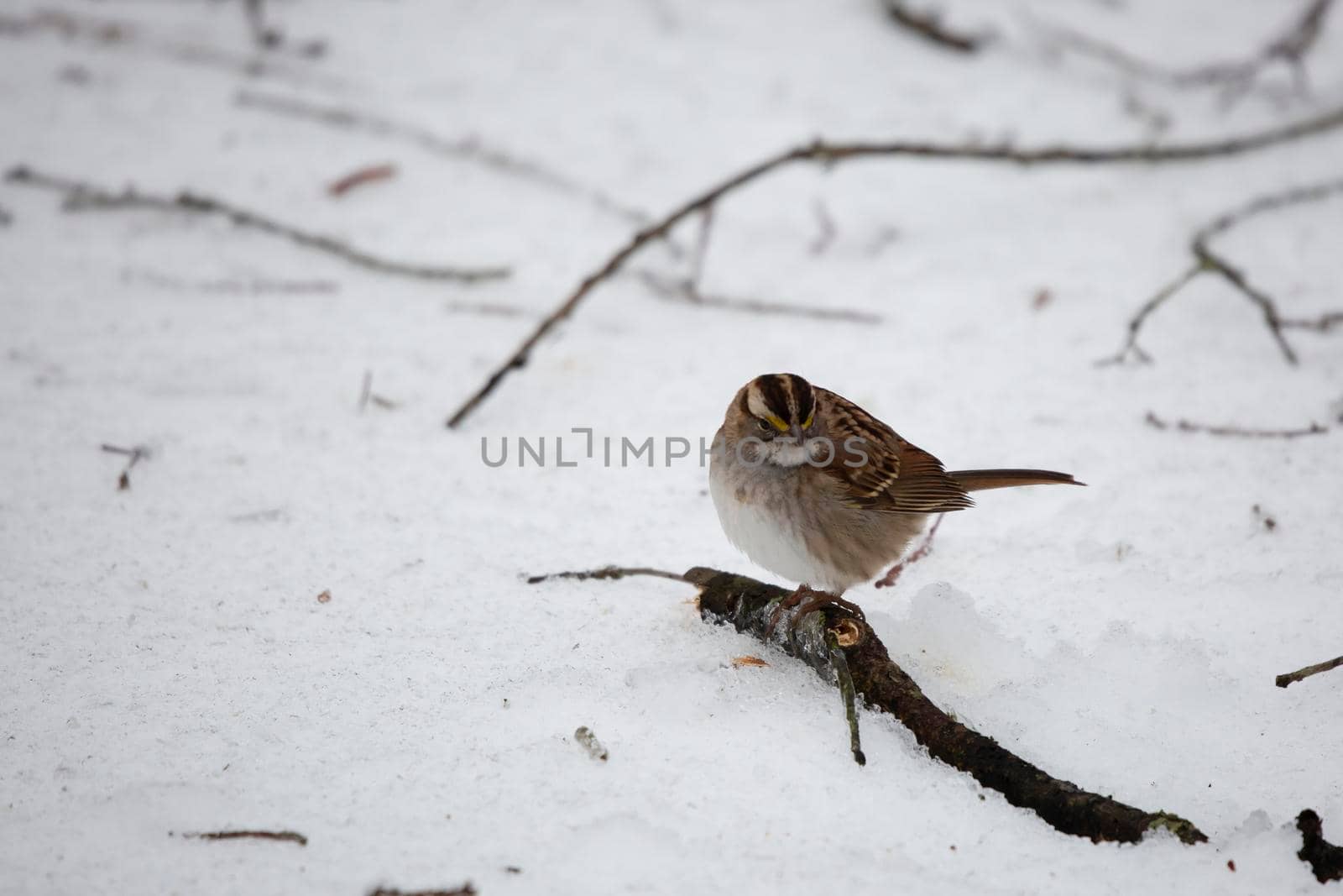 White-throated sparrow (Zonotrichia albicollis) looking around from its perch on an ice-covered fallen tree limb