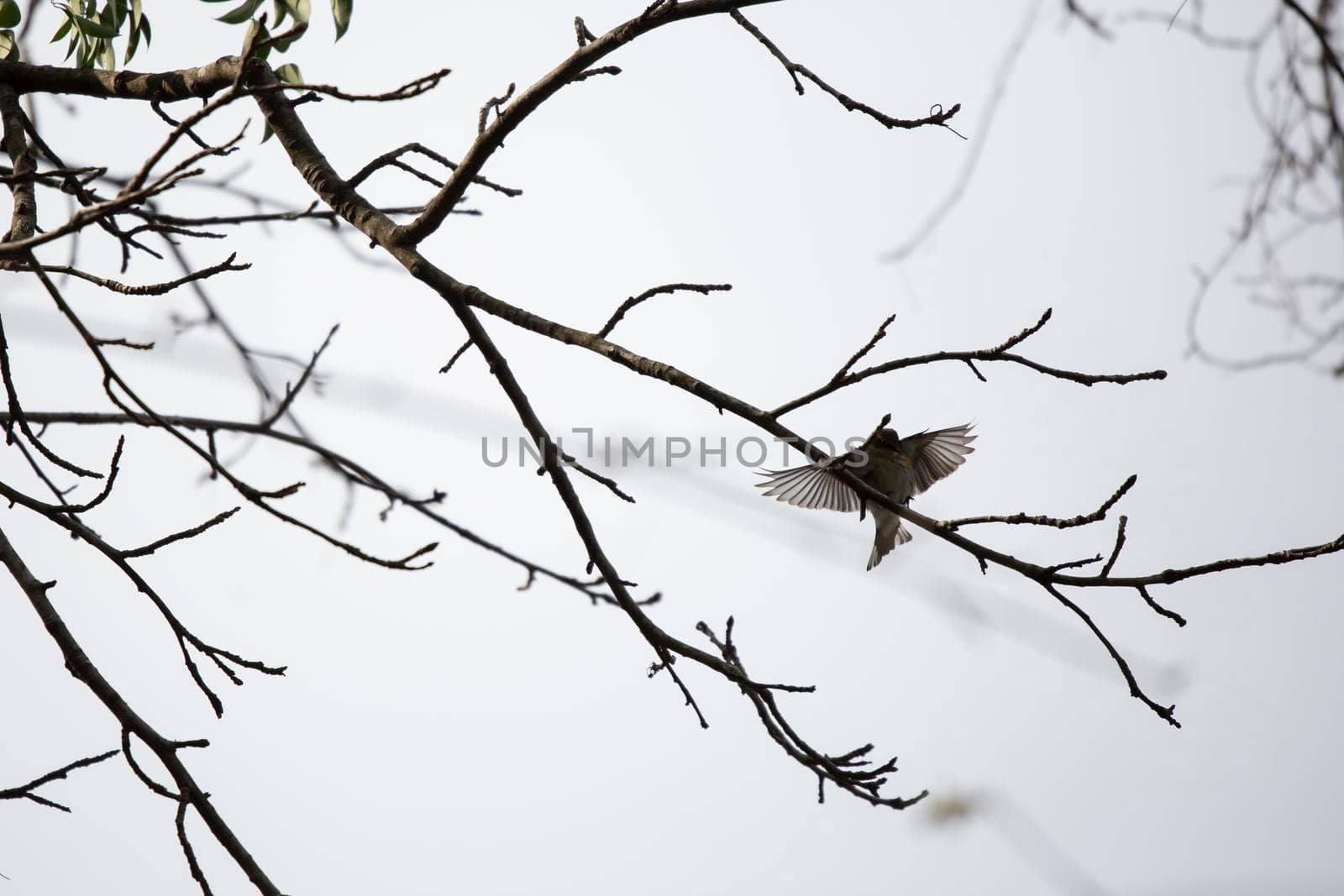 Yellow-rumped warbler (Setophaga coronata) landing on a tree branch