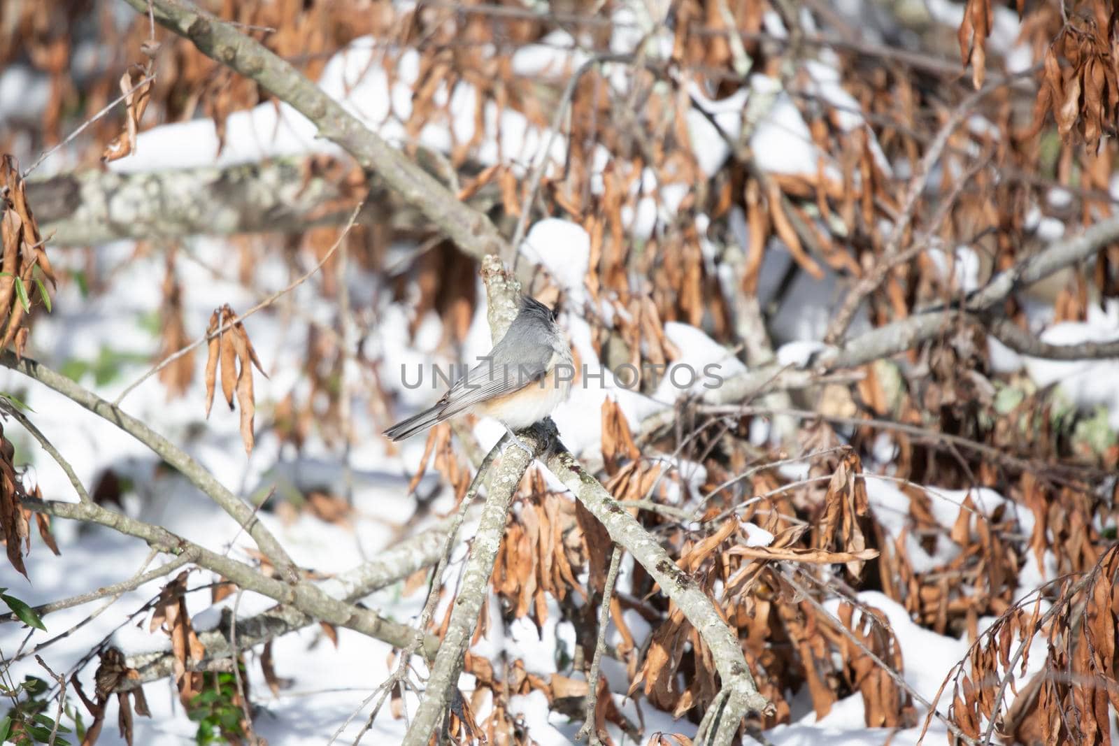 Curious tufted-titmouse (Baeolophus bicolor) looking around majestically from its perch near dead leaves over snow