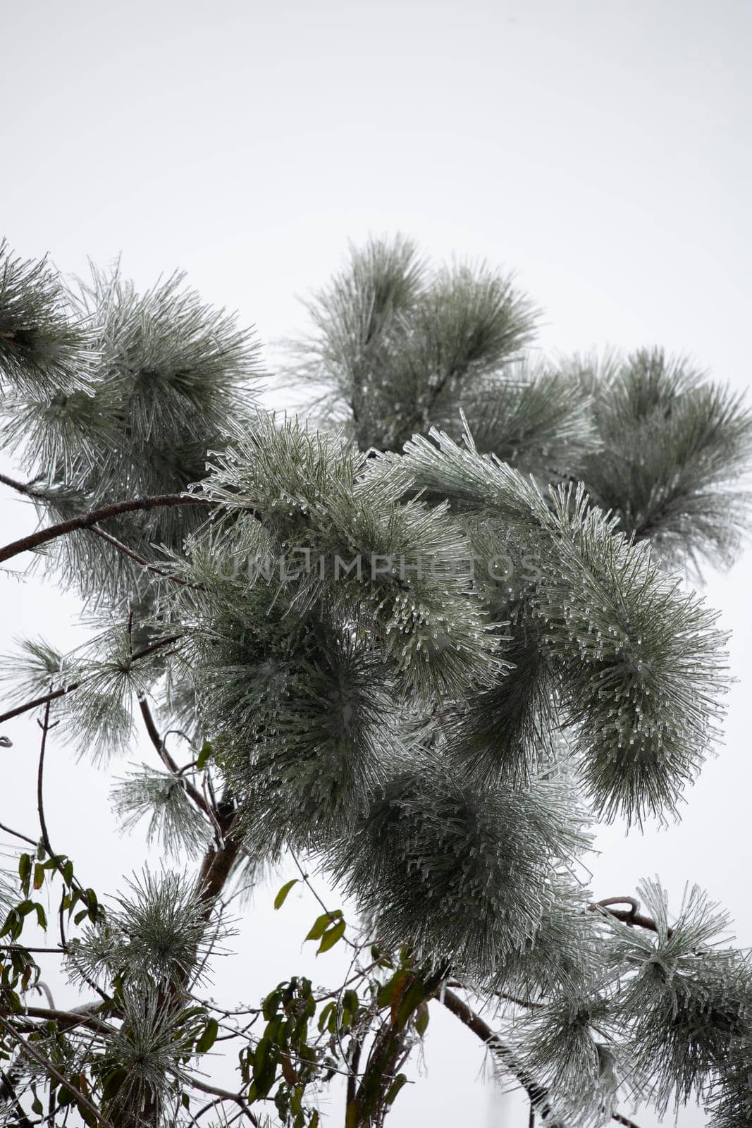 Ice on the needles of a pine tree