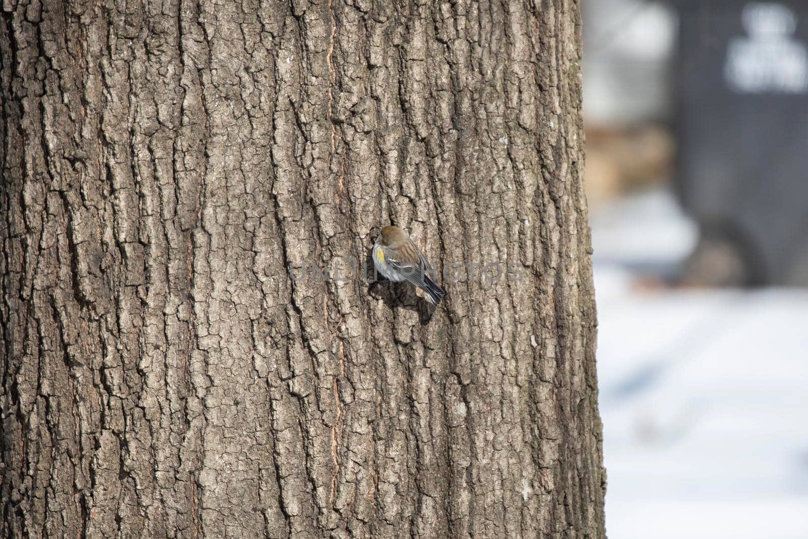 Female yellow-rumped warbler (Setophaga coronata) foraging on a tree trunk with snow in the background
