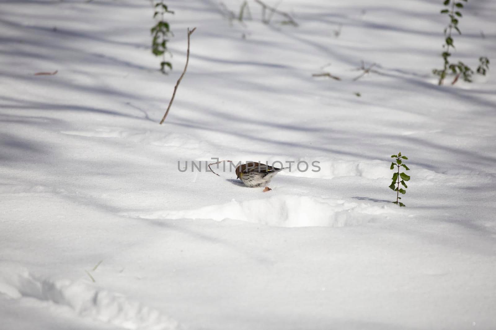 Female Yellow-Rumped Warbler Foraging in the Snow by tornado98