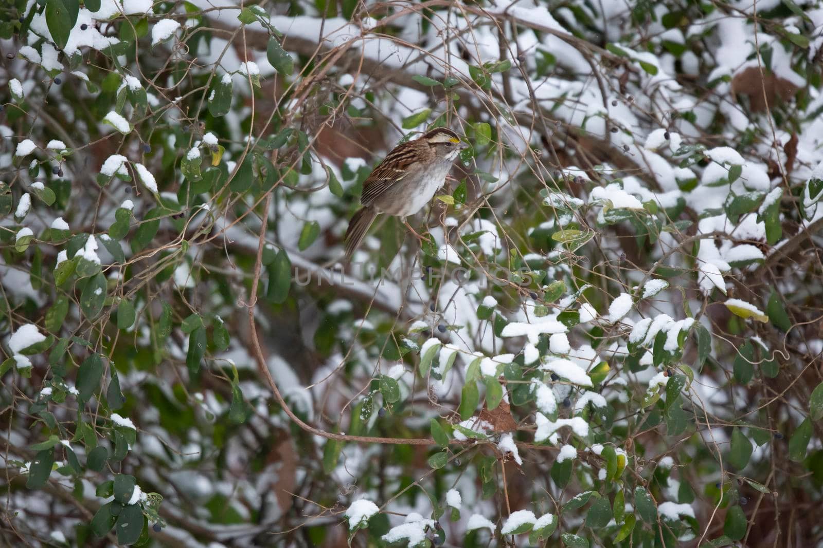 White-throated sparrow (Zonotrichia albicollis) eating a purple berry on a snow-covered bush