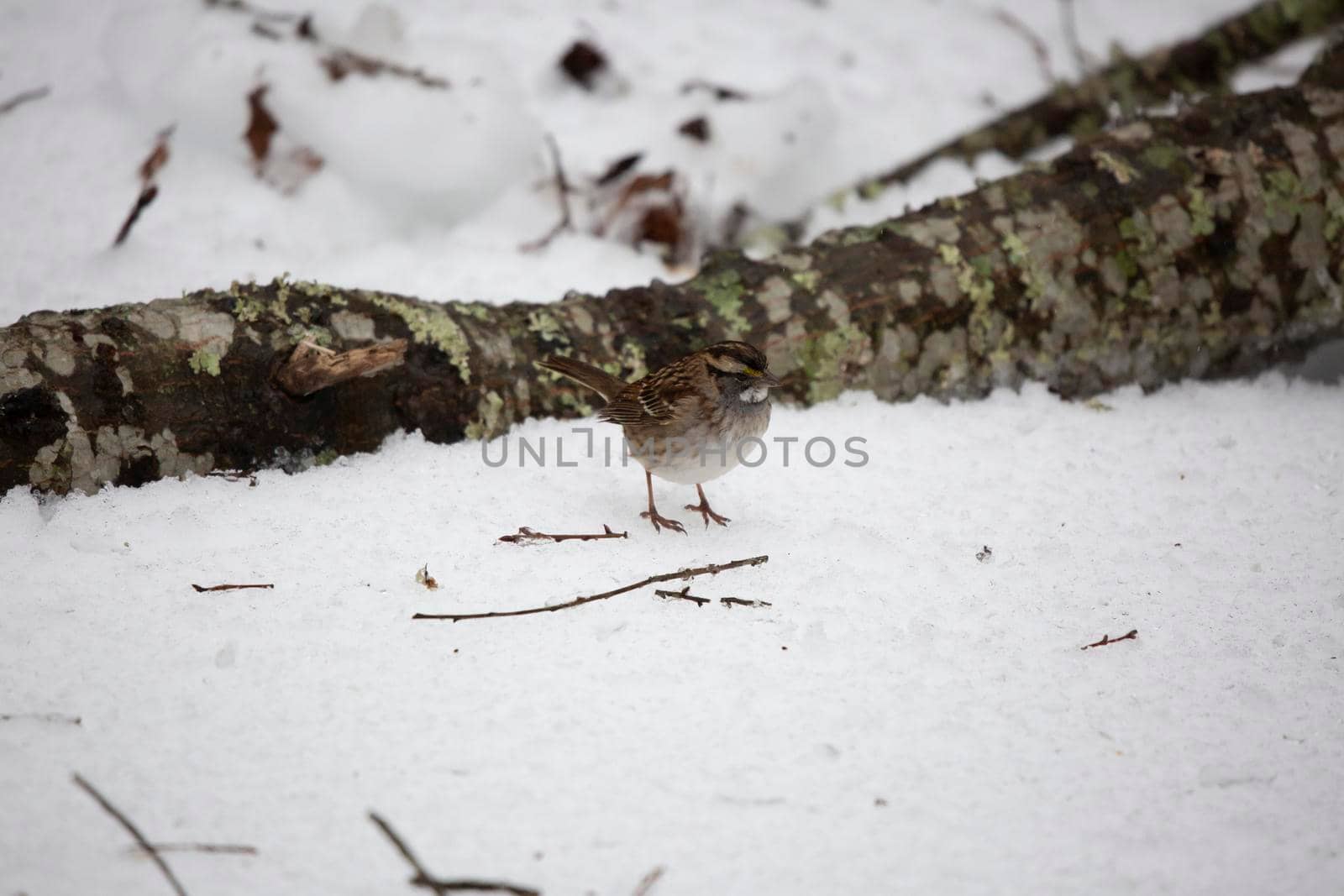 White-throated sparrow (Zonotrichia albicollis) foraging on the icy ground near a fallen tree limb