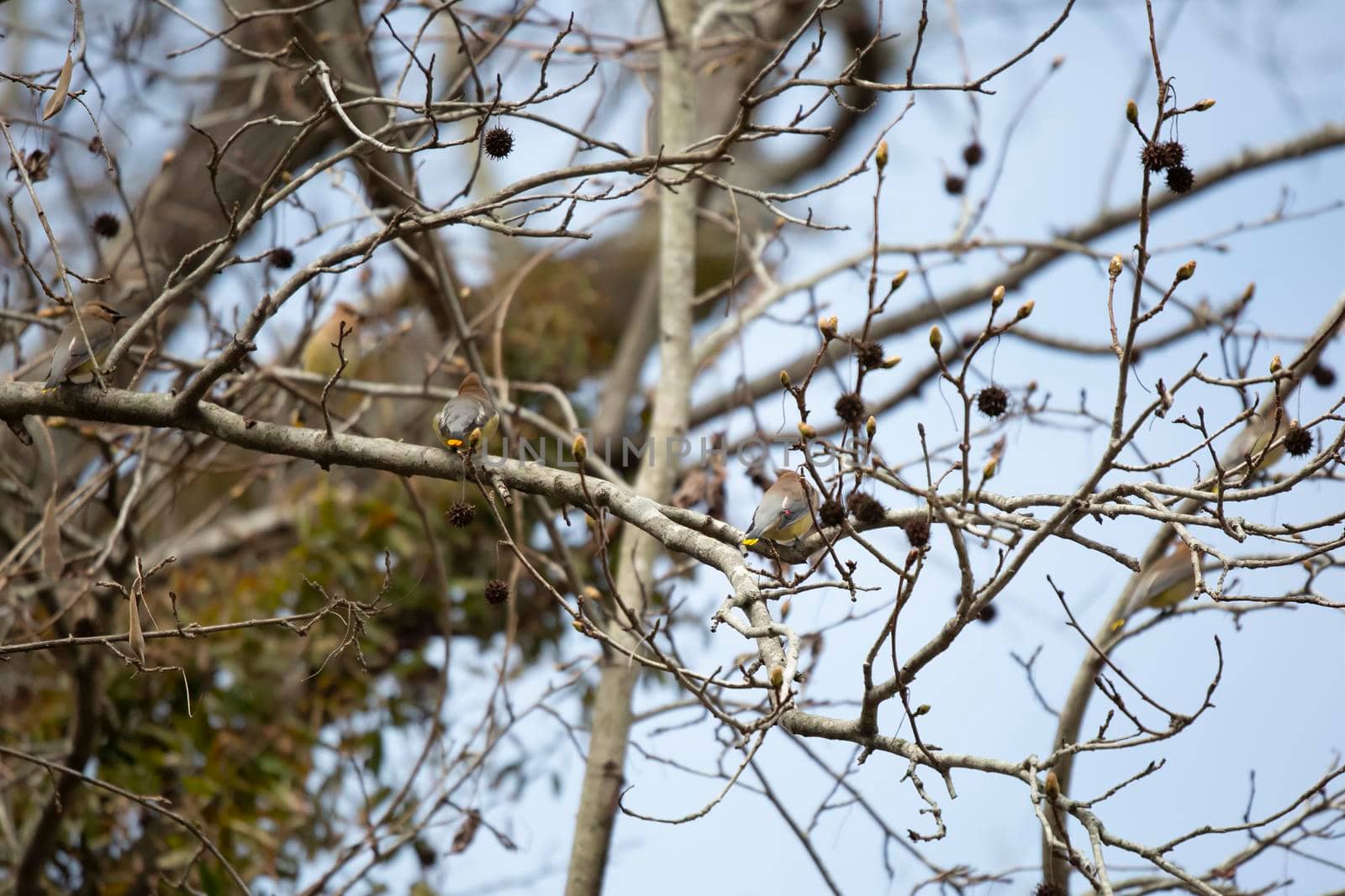 Flock of cedar waxwings (Bombycilla cedrorum) perched on a tree limb
