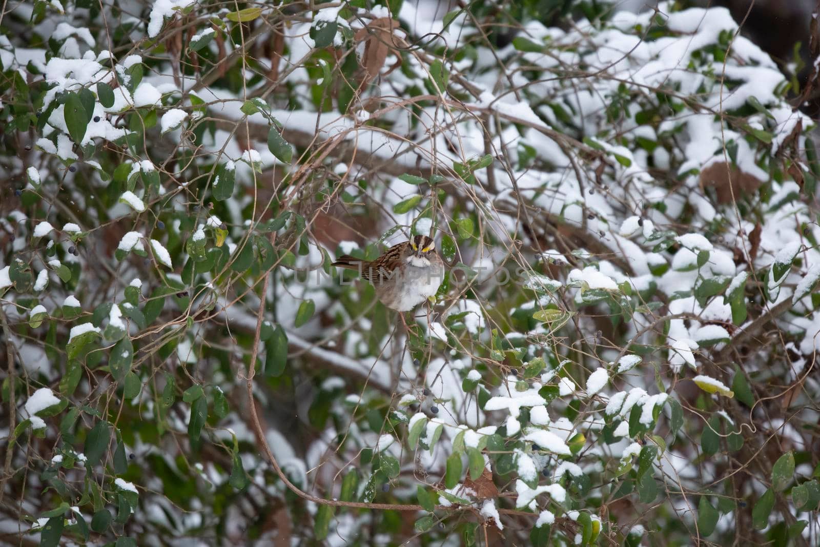White-throated sparrow (Zonotrichia albicollis) eating a purple berry on a snow-covered bush