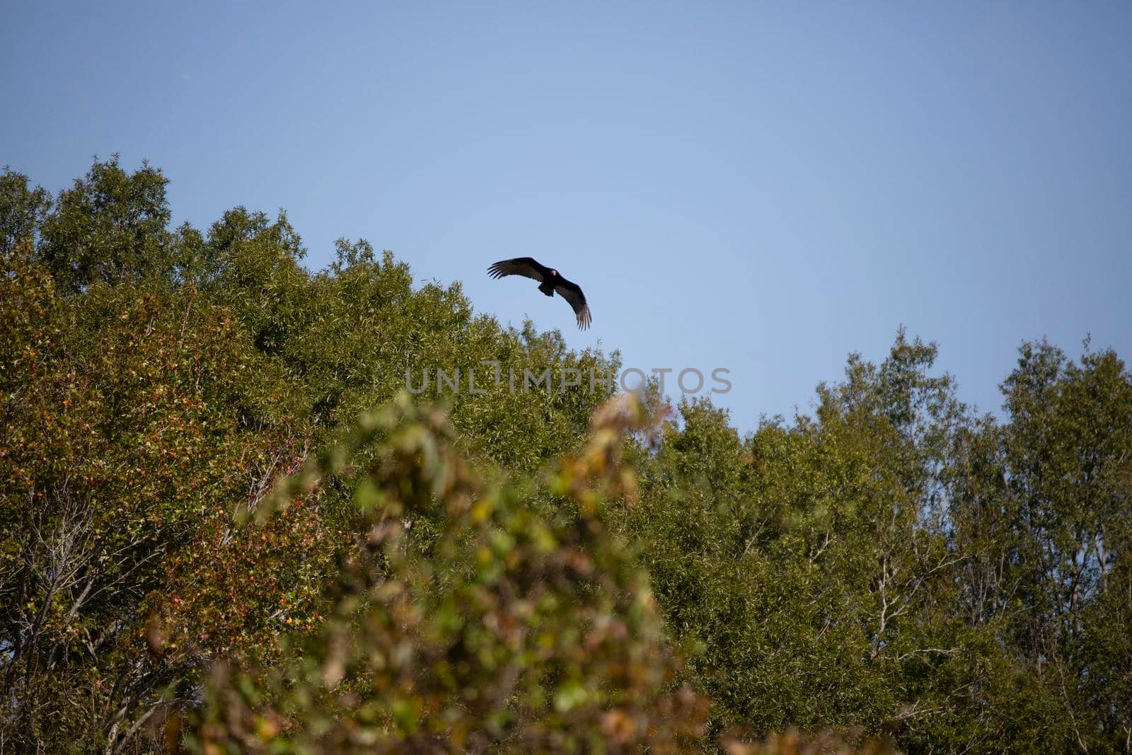 Turkey Vulture Flying by tornado98